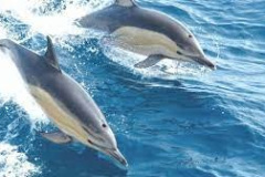 Delfin
