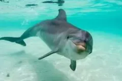 Delfin
